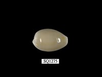 藏品(金環寶螺)的圖片